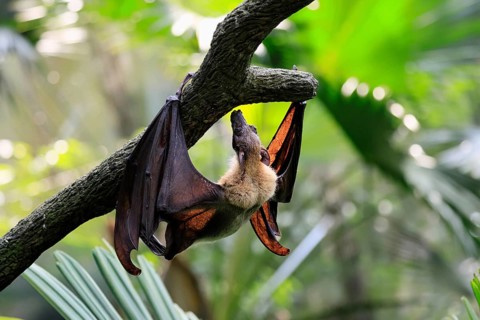 Kalong flying fox (Pteropus vampyrus), adult, climbing, in sleeping tree, during the day,