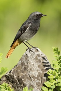 Black Redstart (Phoenicurus ochruros) male, St. Gallen, Switzerland