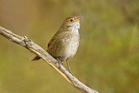 Eastern Bristlebird (Dasyornis brachypterus), New South Wales, Australia