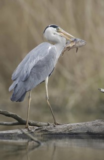 Grey Heron (Ardea cinerea), Saxony, Germany