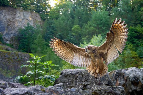 Eurasian Eagle-owl (bubo bubo) flying, Gerolstein, Rhineland-Palatinate, Germany