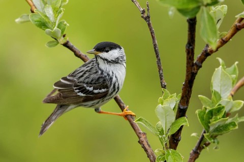 Blackpoll Warbler (Dendroica striata) perched on a branch in Nome, Alaska