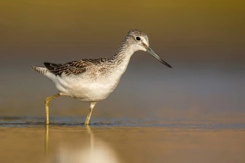 Common Greenshank (Tringa nebularia) foraging, Poland