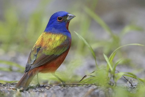 Painted Bunting (Passerina ciris) female, Florida, USA