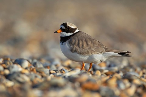 Ringed plover (Charadrius hiaticula) adult wading bird on a shingle beach, Norfolk, England, United
