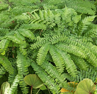 Peacock wheel fern (Adiantum pedatum),  Germany