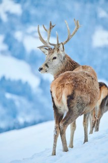 Red deer (Cervus elaphus) stag on a snowy meadow in the mountains in tirol, Kitzbühel, Wildpark
