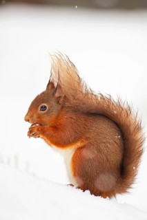 Red squirrel (Sciurus vulgaris) adult animal feeding on a nut in snow in winter, Scotland, United