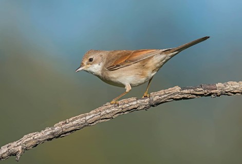Common Whitethroat (Sylvia communis) perched on a branch, Aosta Valley, Italy