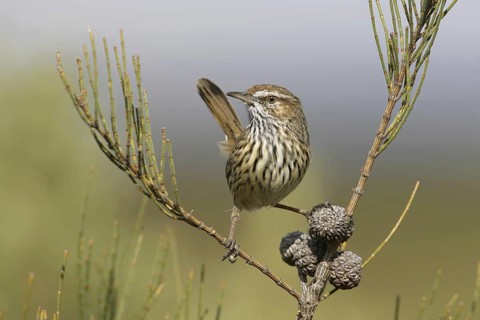 Rufous Fieldwren (Calamanthus campestris winiam), Victoria, Australia