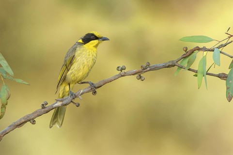 Yellow-tufted Honeyeater (Lichenostomus melanops), Victoria, Australia