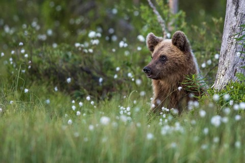 European brown bear (Ursus arctos), Europe, Scandinavia, Finland