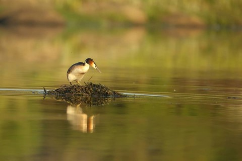 Great Crested Grebe (Podiceps Scalloped ribbonfish) breeding on an island in the water, Los
