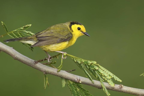 Hooded Warbler (Setophaga citrina) female perched on a branch, Texas, USA