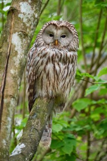 Ural owl (Strix uralensis), sitting on a branch surrounded by green foliage and observing its