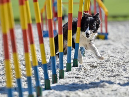 Border collie exercises slalom between poles in Wroclaw, Poland