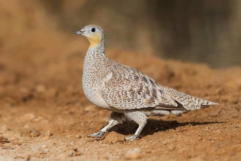 Crowned Sandgrouse (Pterocles coronatus) female, Negev, Israel