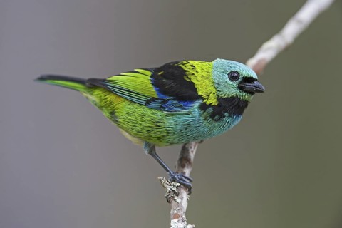 Green-headed Tanager (Tangara seledon)