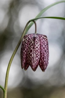 Snake's Head Fritillary (Fritillaria meleagris), Emsland, Lower Saxony, Germany