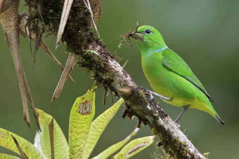 Golden-browed Clorophonia (Chlorophonia callophrys) perched on a branch in Costa Rica, Central