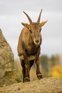 Portrait of a female ibex (Capra ibex) standing on a rock