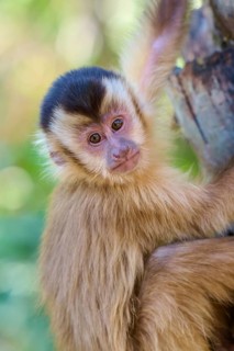 Close-up of a capuchin monkey looking curiously down from a tree trunk, capuchin monkey (Sapajus