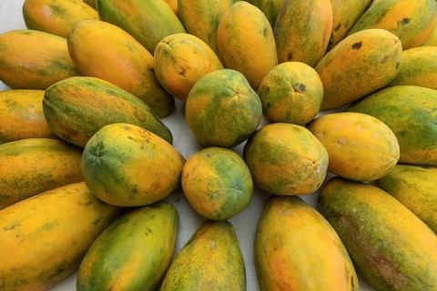 Ripe papayas (Carica papaya) in a circular arrangement with yellow-green skin. Costa Rica
