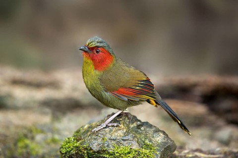 Red-faced Liocichla (Liocichla phoenicea), Yunnan, China