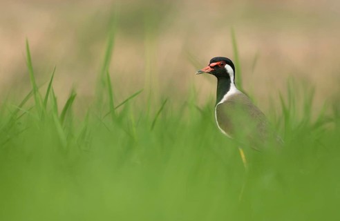 Red-wattled Lapwing (Vanellus indicus) standing alert, Sreepur, Gazipur, Bangladesh