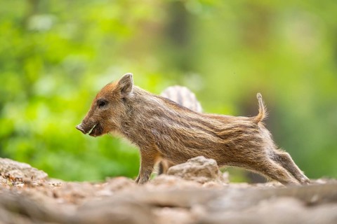Wild boar (Sus scrofa) piglet standing in a forest, Bavaria, Germany