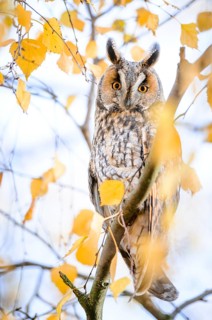 Long-eared Owl (Asio otus) perched in a birch tree, Rhineland-Palatinate, Germany