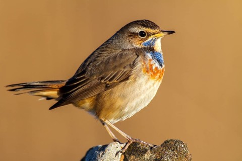 Bluethroat (Luscinia svecica cyanecula) male, Castile-La Mancha, Spain