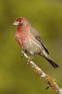 House Finch (Haemorhous mexicanus) male, Arizona, USA