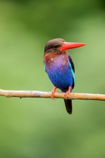 Javan Kingfisher (Halcyon cyanoventris), East Java, Indonesia