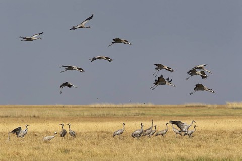 Common Crane (Grus grus grus) group flying, Dornod Aimag, Mongolia