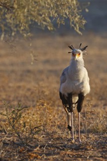 Secretarybird (Sagittarius serpentarius), Northern Cape, South Africa