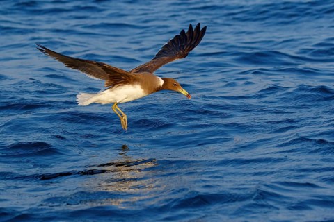 Hemprich's Gull, (Ichthyaetus hemprichii), (Larus hemprichii), Fish Eagle Gull Salalah, Off Mirbat,