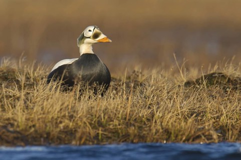 Spectacled Eider (Somateria fischeri) male, Alaska, USA
