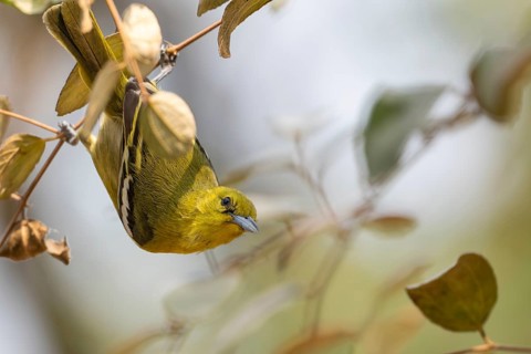 A female common iora (Aegithina tiphia) on a tree branch, Sreepur, Gazipur, Bangladesh