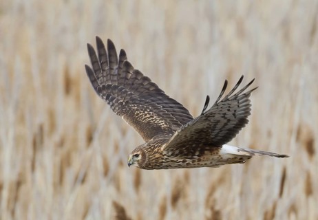 Northern Harrier (Circus hudsonius) female flying, Utah, USA