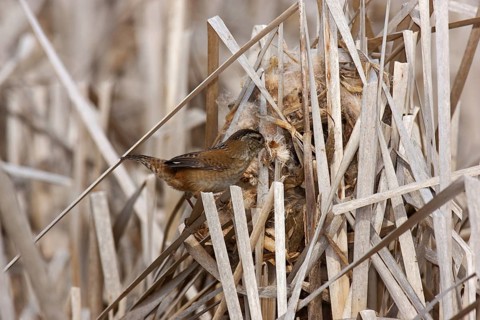 Marsh Wren (Cistothorus palustris), British Columbia, Canada