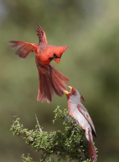 Northern Cardinal & Pyrrhuloxia (Cardinalis cardinalis & Cardinalis sinuatus) wrangling male,