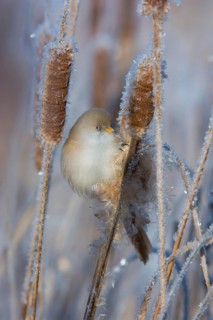 Bearded Reedling (Panurus biarmicus) female feeding on cattail seed, Thuringia, Germany