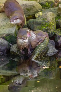 Three oriental small-clawed otter or Asian small-clawed otter (Aonyx cinerea) are standing on a