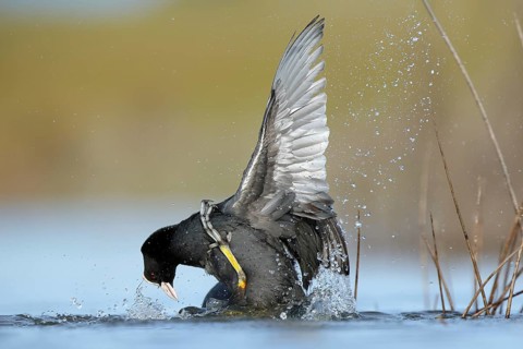 Two common coots fiercely battle in the waters of the BeleÃ±a lagoon, Spain, showcasing a dramatic