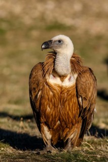 Griffon Vulture (Gyps fulvus) on field, Castile and Leon, Spain