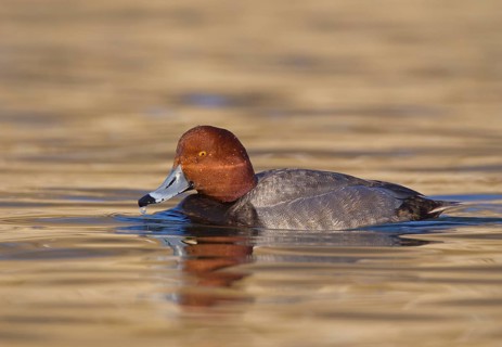 Redhead (Aythya americana) male, Ohio, USA