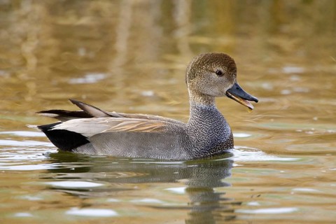 Gadwall Anas strepera Tucson, Pima County, Arizona, United States February Adult Male vocalizing