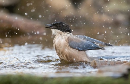 Blue magpie (Cyanopica cooki), Extremadura, Castilla La Mancha, Spain