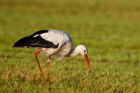 White Stork (Ciconia ciconia) foraging, North Rhine-Westphalia, Germany